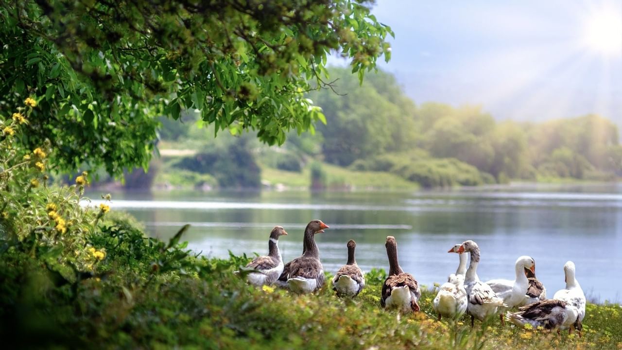 Geese in grassy area next to lake