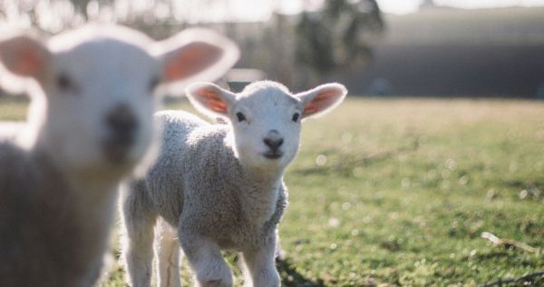 Lambs in a field at Shakespear Regional Park
