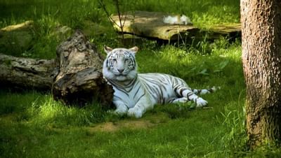 white tiger