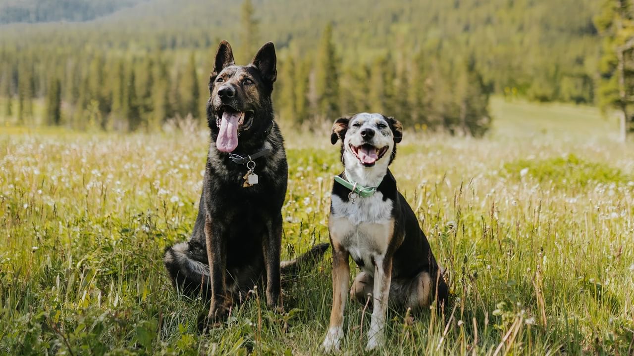 Two dogs sit at a dog-friendly trail head in Canmore