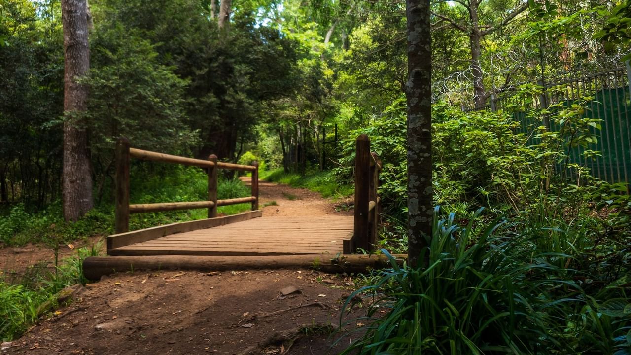 Trail with wooden bridge through forest