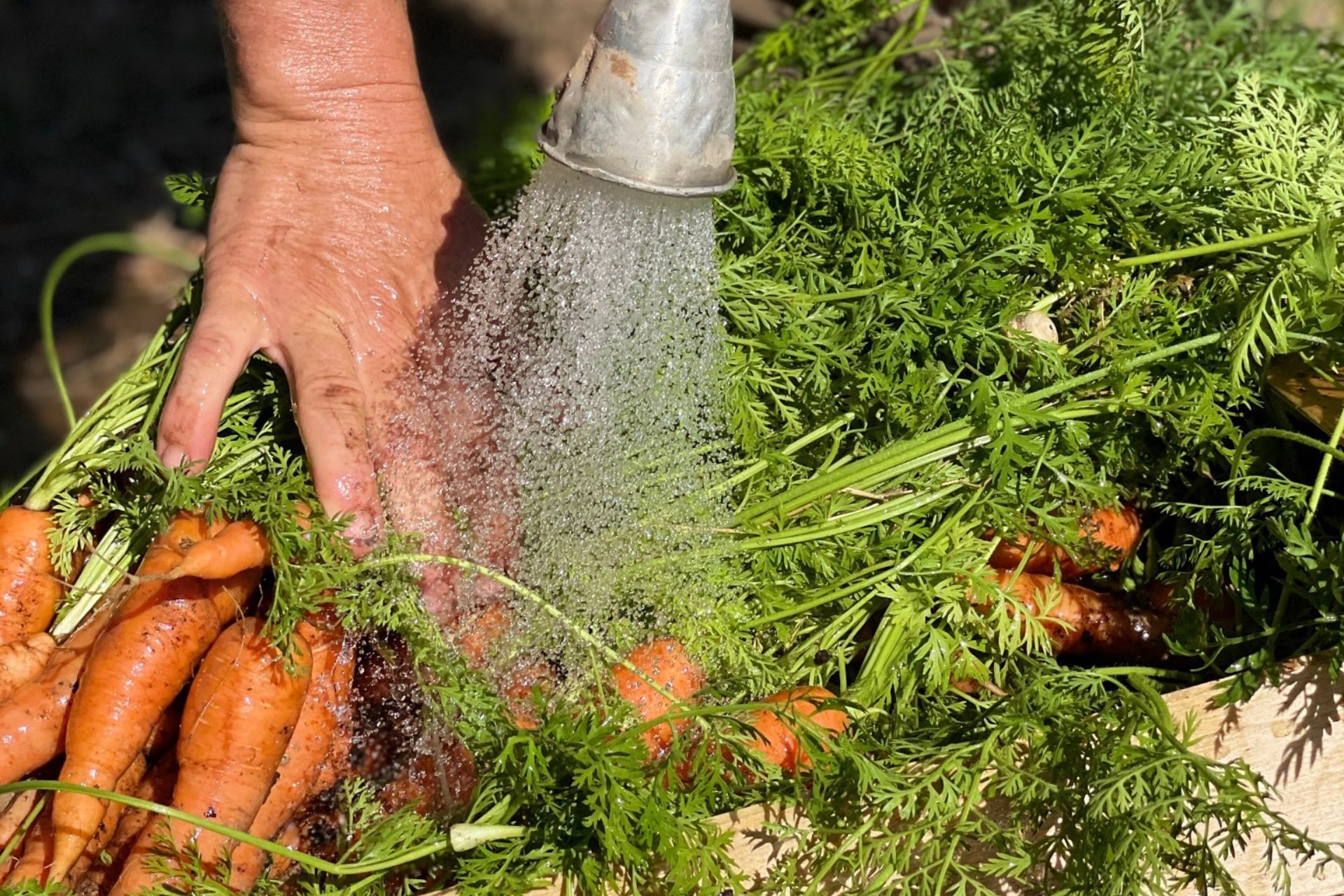 Man washing the carrots at Domaine de Manville