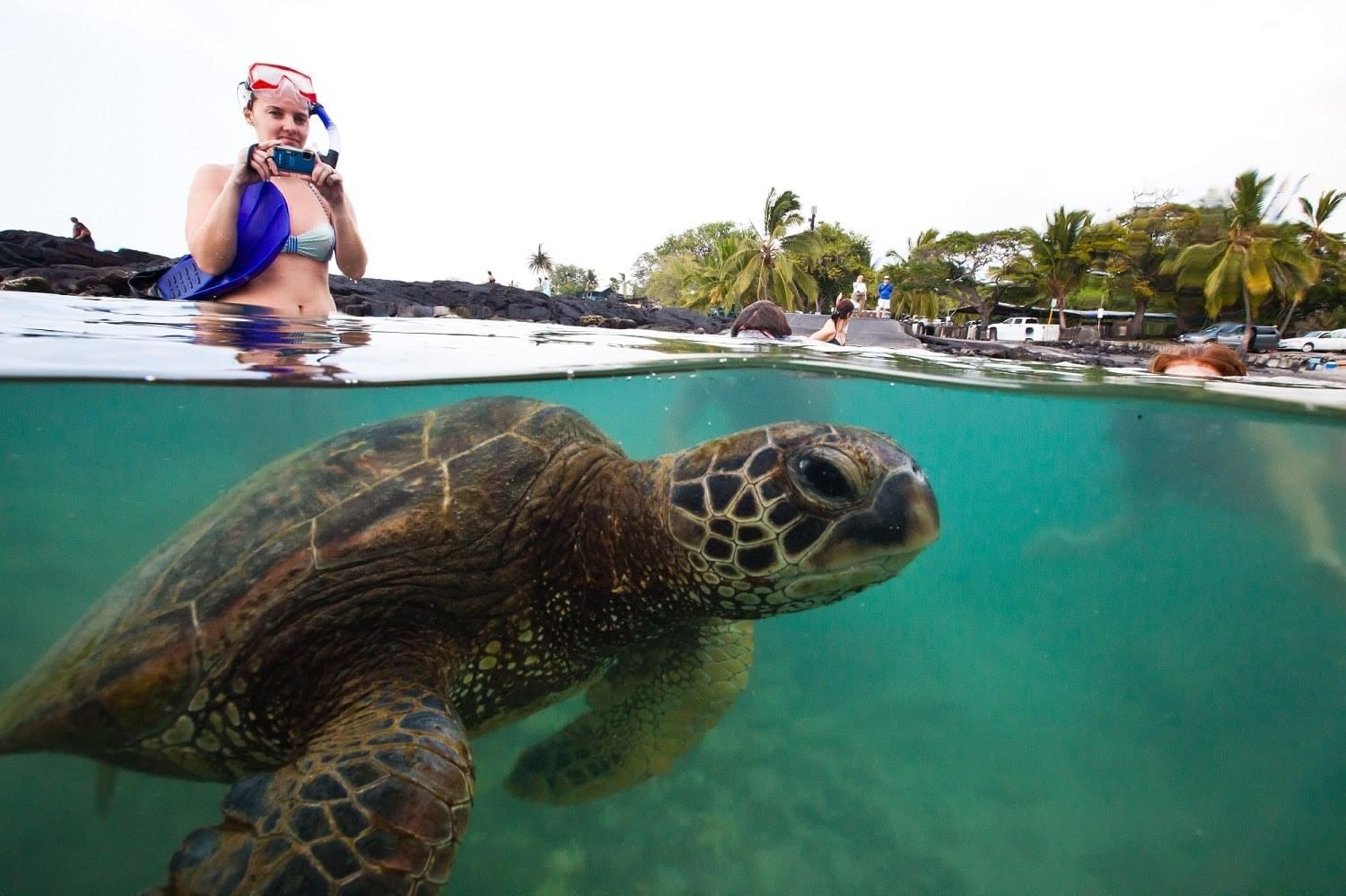 A lady capturing a Sea Turtle on the beach near Waikiki Resort Hotel
