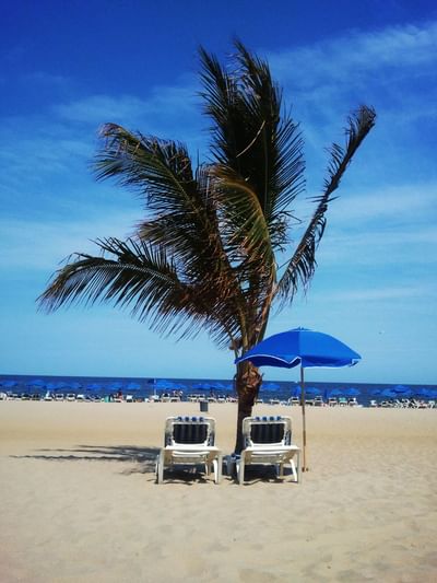 Palm tree and beach chairs on the beach