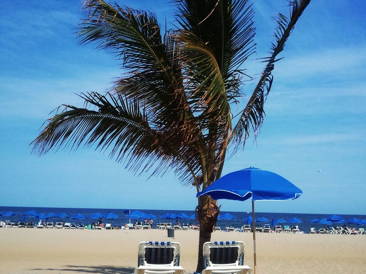 Chairs and umbrellas by a tree on the beach near Ocean Place