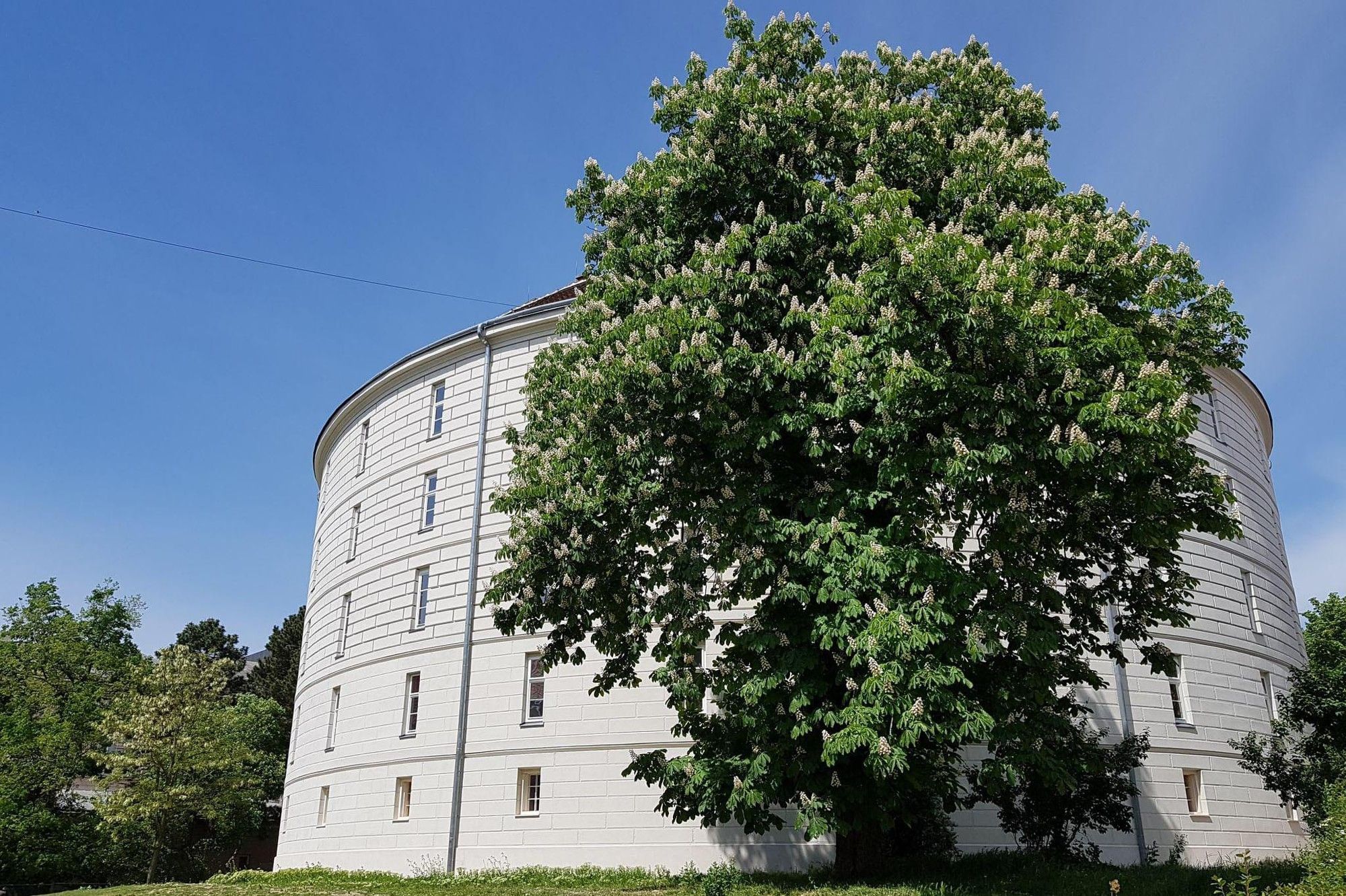 Narrenturm in Wien als rundes historisches Gebäude, teilweise verdeckt von einem blühenden Kastanienbaum.