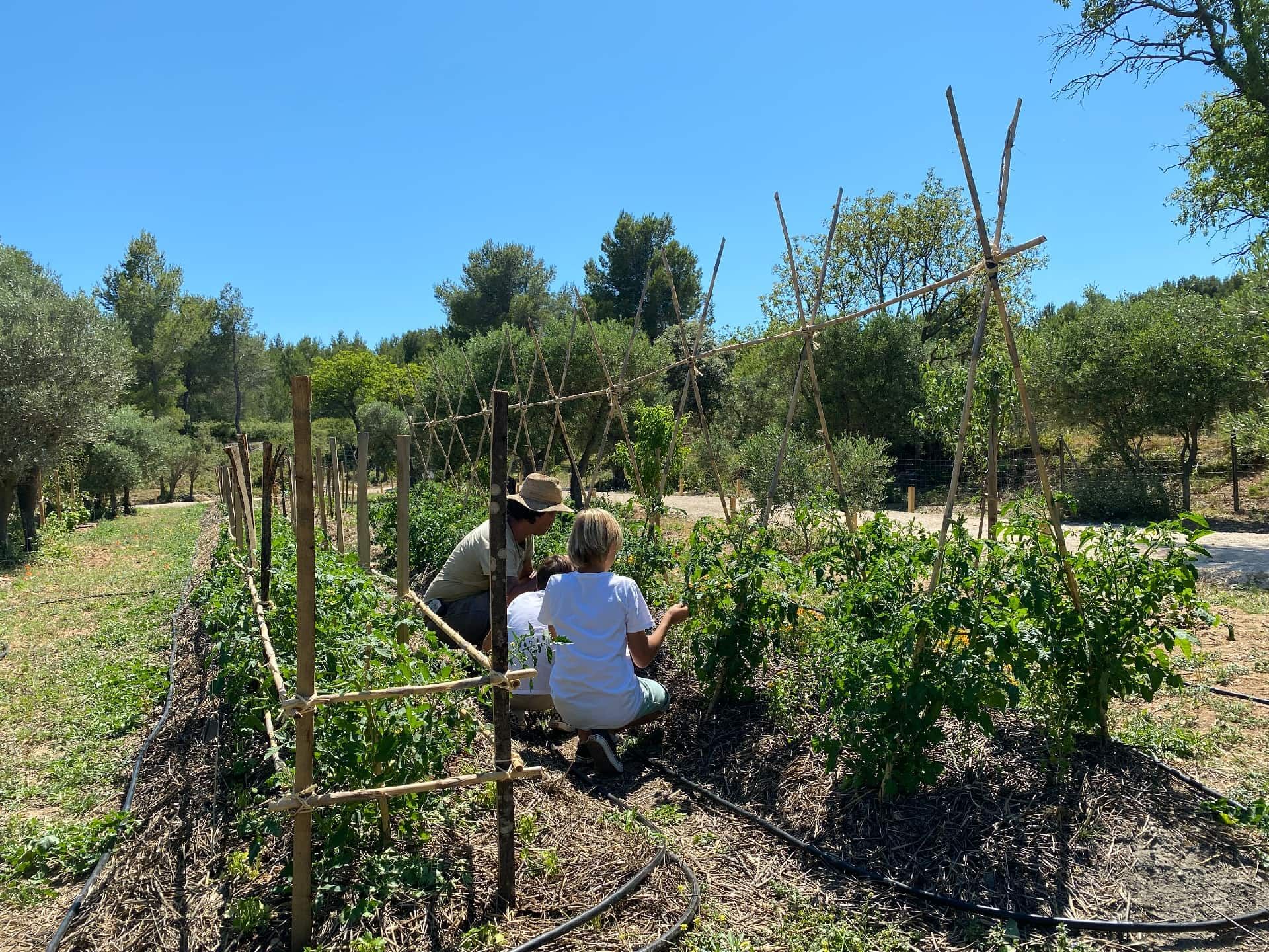 People plucking vegetables near Domaine de Manville