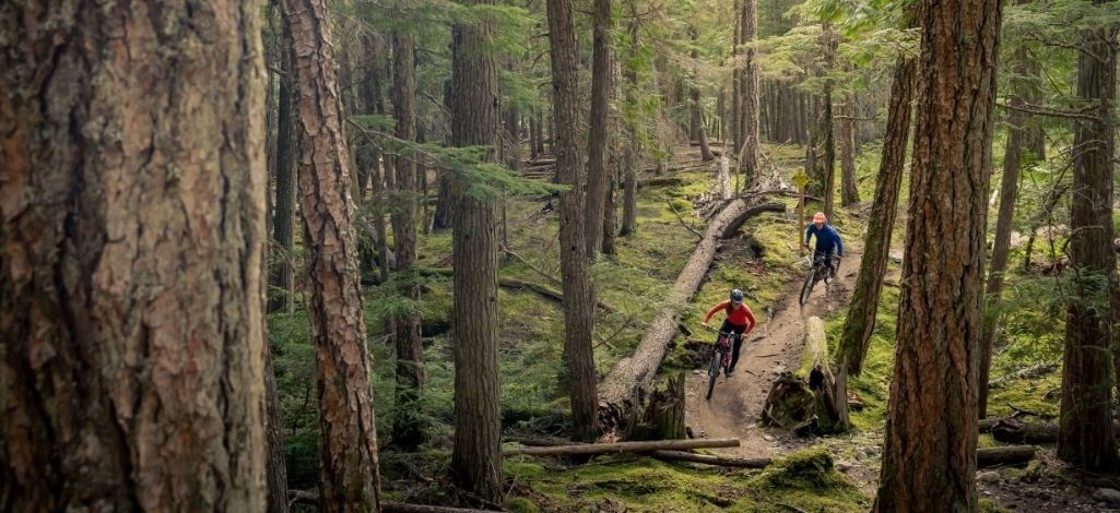 Mountain bikers riding the Lost Lake Loop through a forest trail in Whistler.
