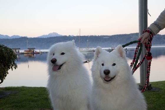 Dogs at the pet program in Alderbrook Resort