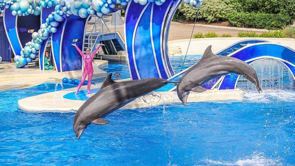 Dolphins of Seaworld Orlando near Legacy Vacation Resorts