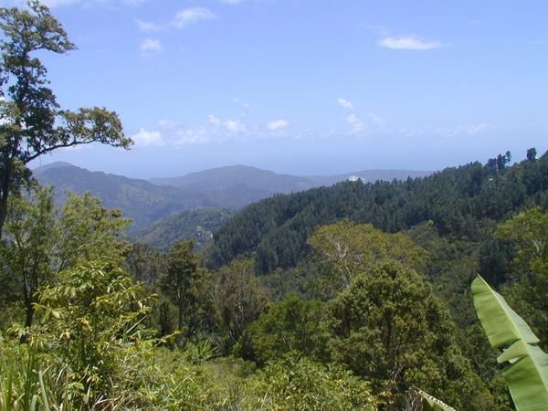 View of mountain ranges & a forest near Jamaica Pegasus Hotel