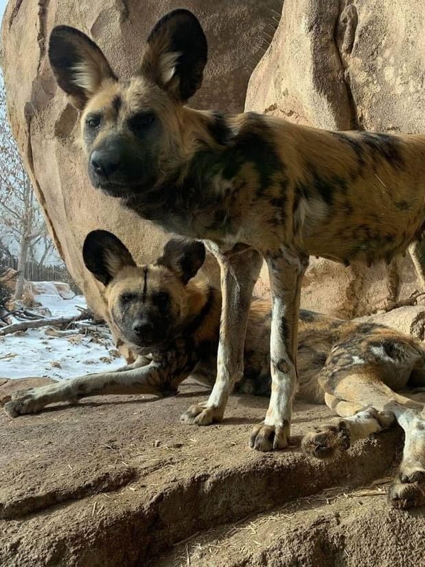 Two African painted dogs by a large rock under a snowy landscape in Denver Zoo near Warwick Denver