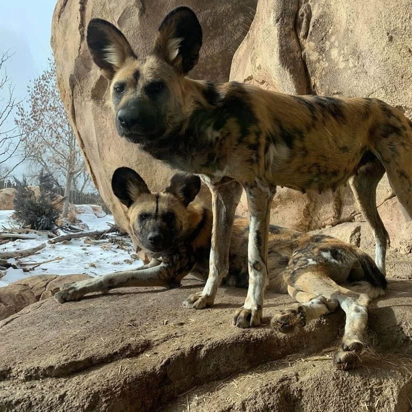 Two African painted dogs by a large rock under a snowy landscape in Denver Zoo near Warwick Denver