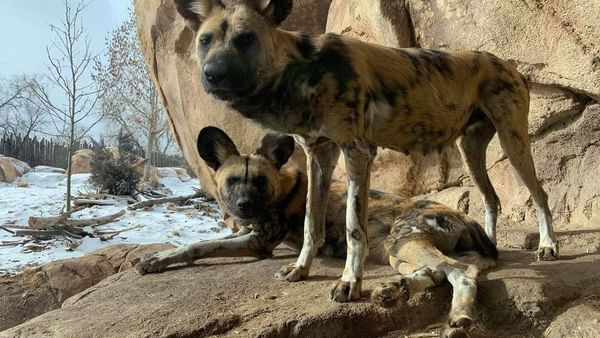 Two African painted dogs by a large rock under a snowy landscape in Denver Zoo near Warwick Denver