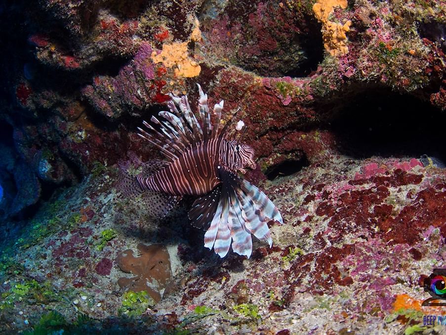 lion fish hunting ibagari