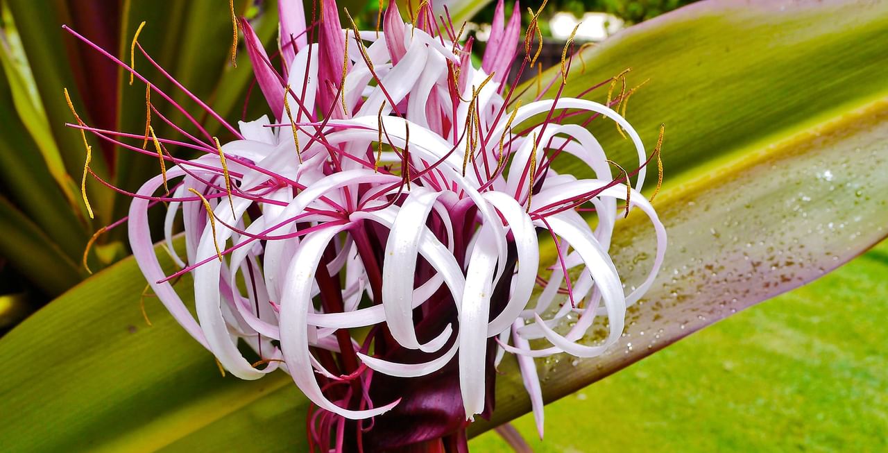 Giant Crinum Lily