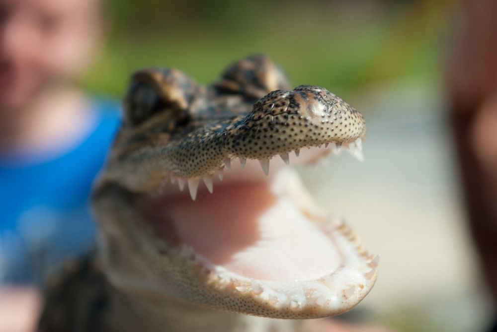 A close-up of a small alligator snout with its mouth open and teeth bared.