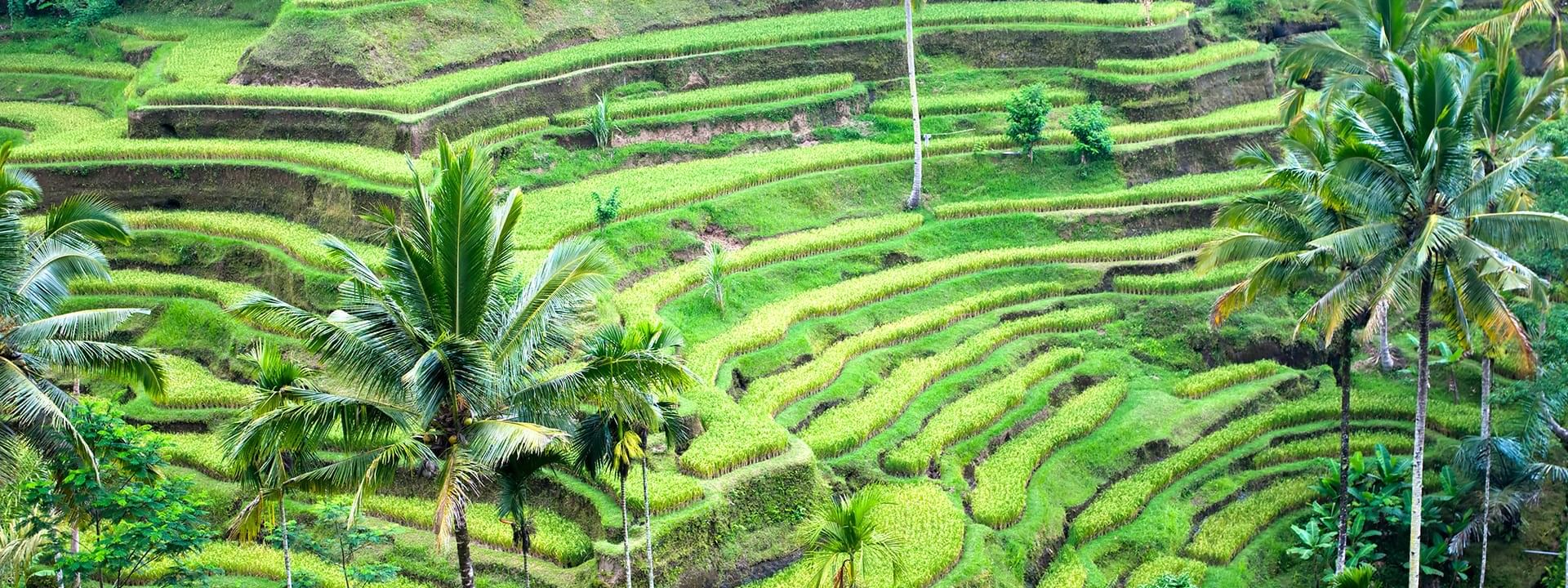 Aerial view of Bali Rice Fields at Warwick Ibah Luxury Villas