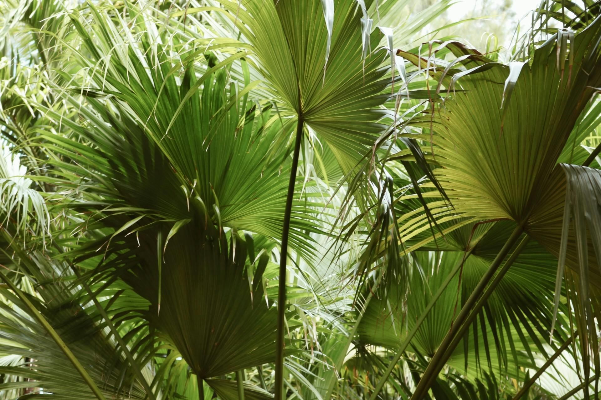 A dense collection of large green palm fronds.  