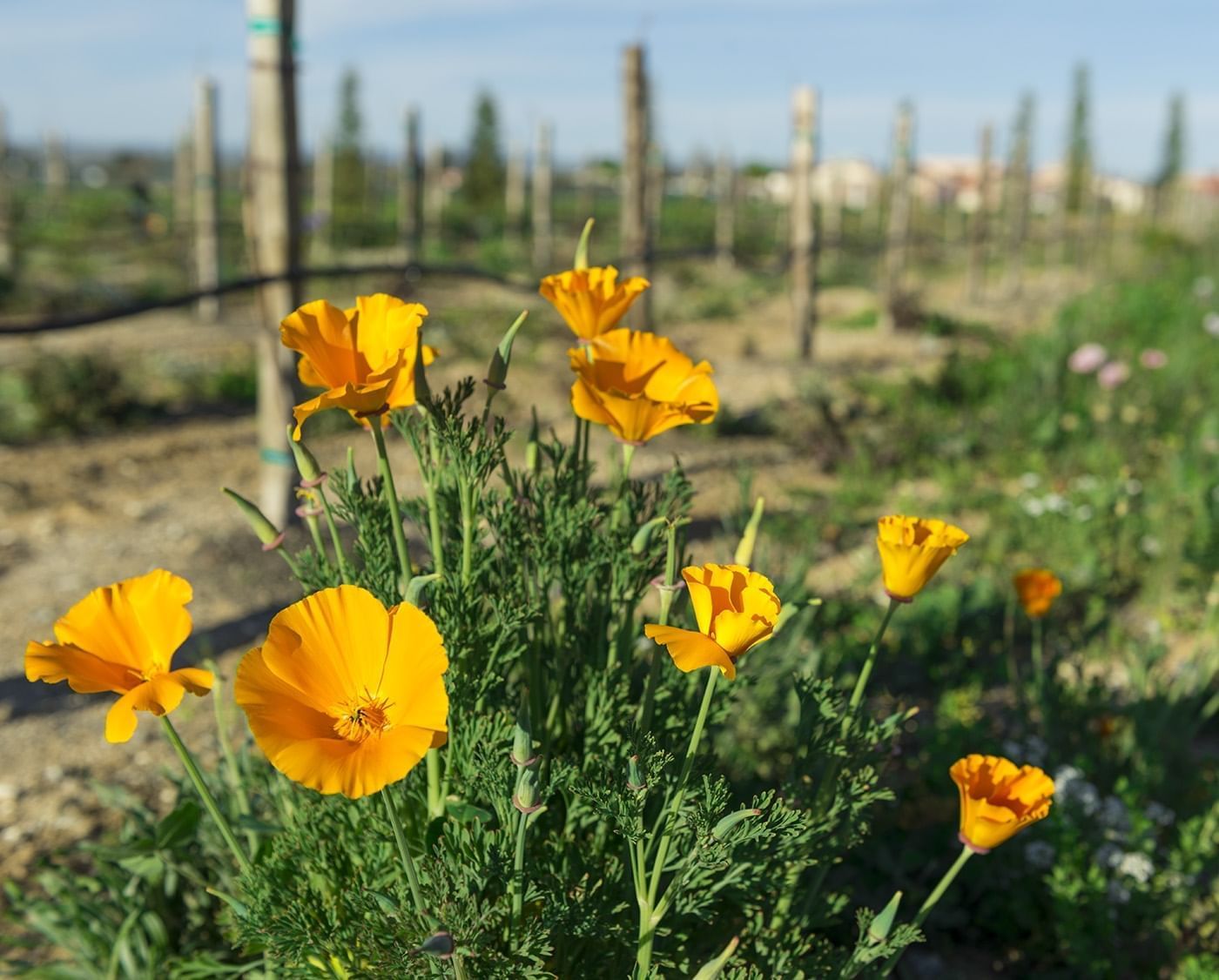 Focused on yellow flowers with the vineyard blurred in the backg