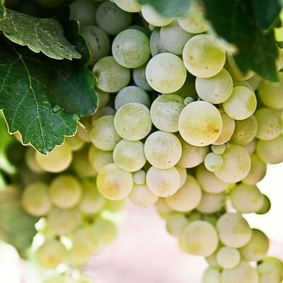 Close-up of a bunch of white grapes on the vine with a green leaf near Falkensteiner Hotel Schladming