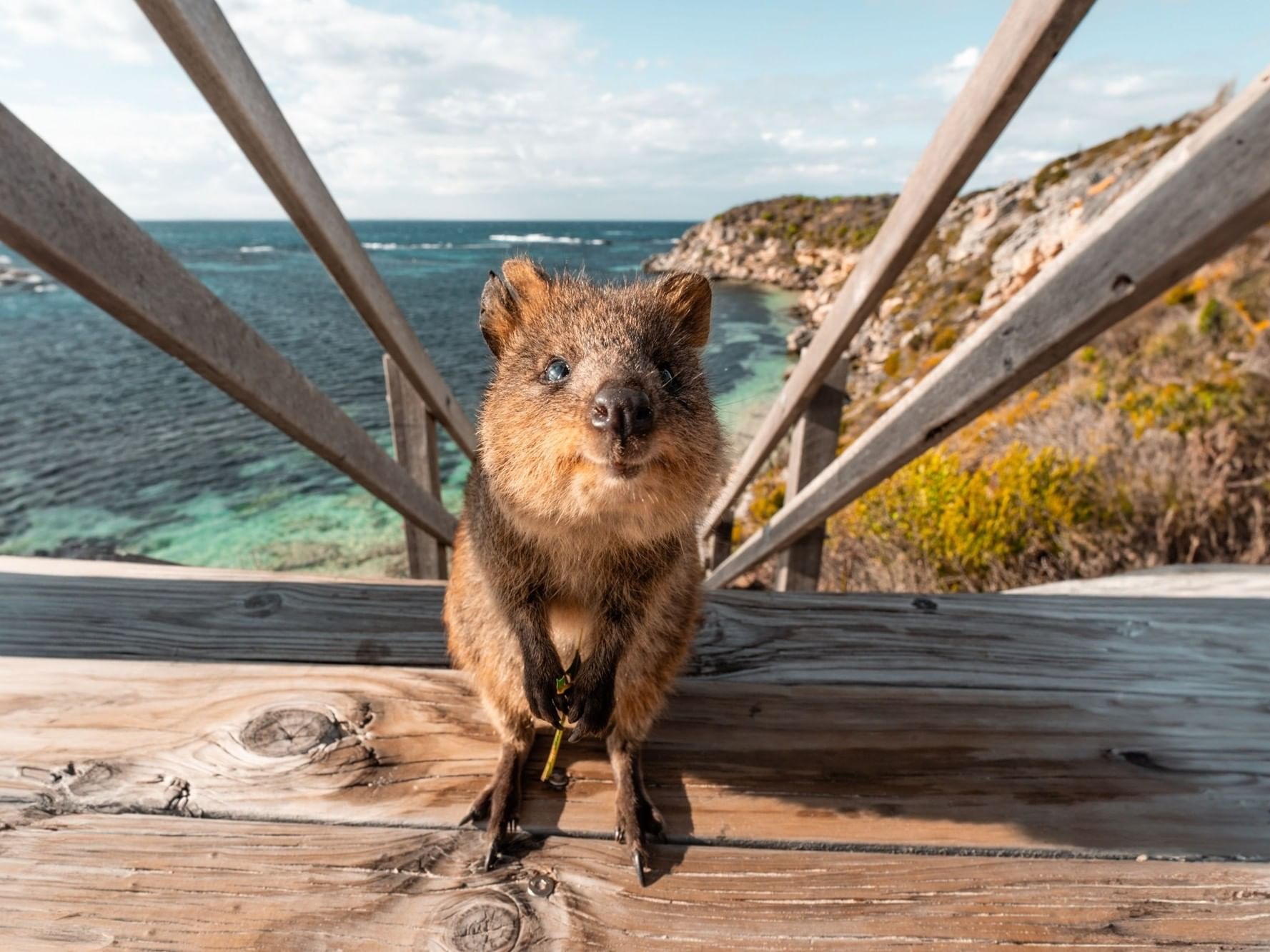 A quokka stands on a wooden boardwalk with turquoise ocean waters and coastal vegetation on Rottnest Island