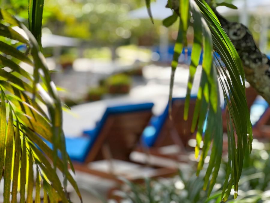 Wooden lounge chairs with blue cushions under a soft-focus canopy of tropical palm leaves at Warwick Hotels & Resorts