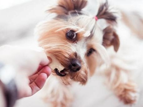 yorkie eating cookie