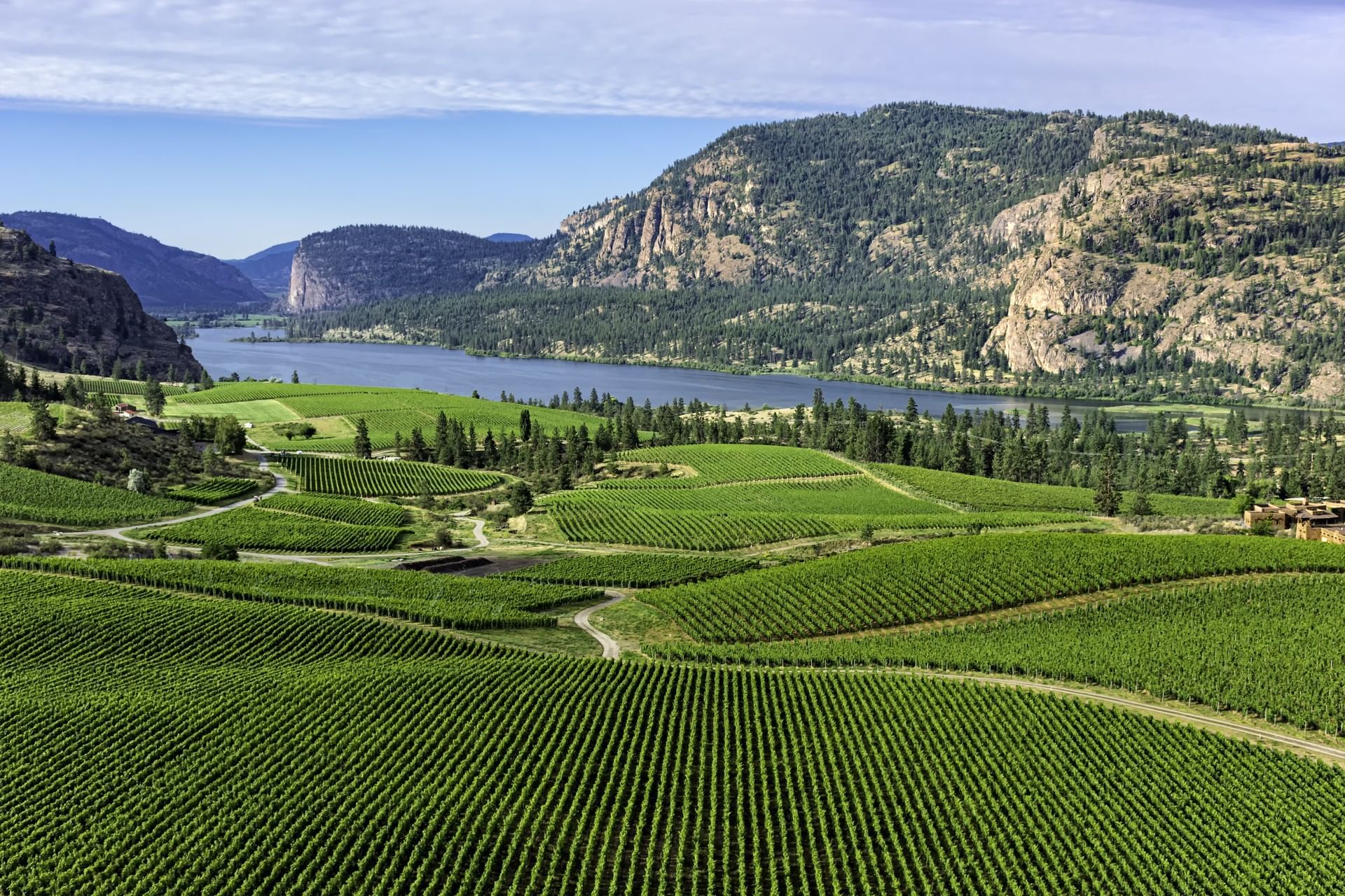 Vineyards with lake and mountains in background
