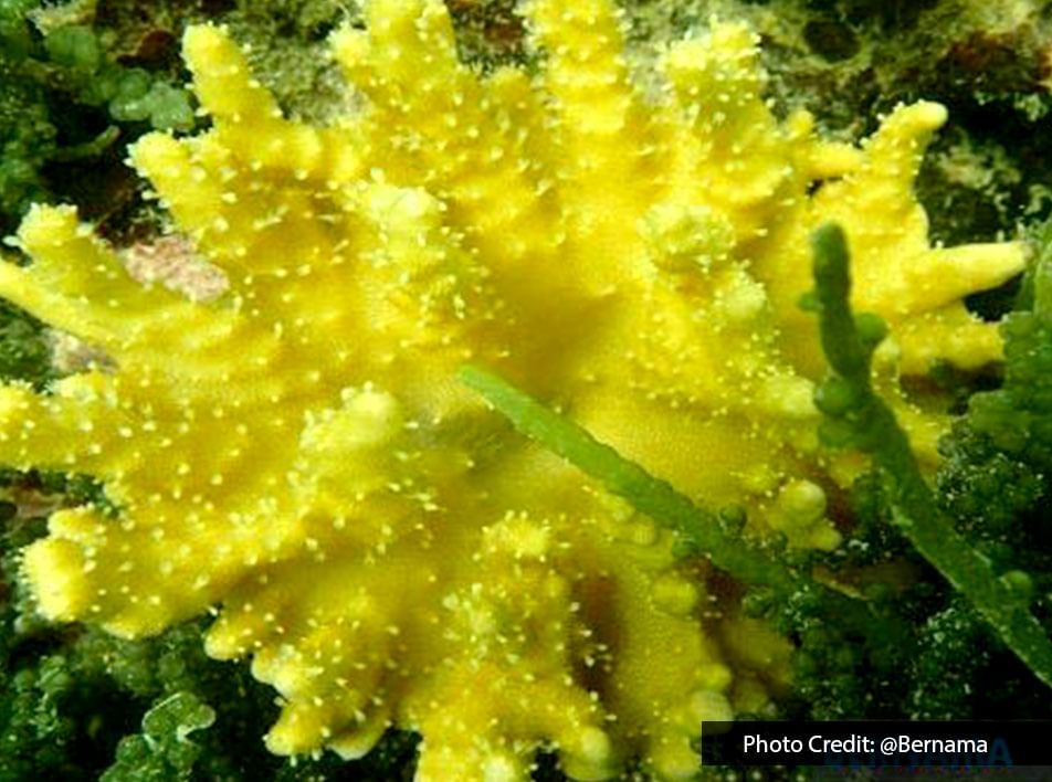 A picture of a yellow coral under the sea - Lexis Hibiscus     