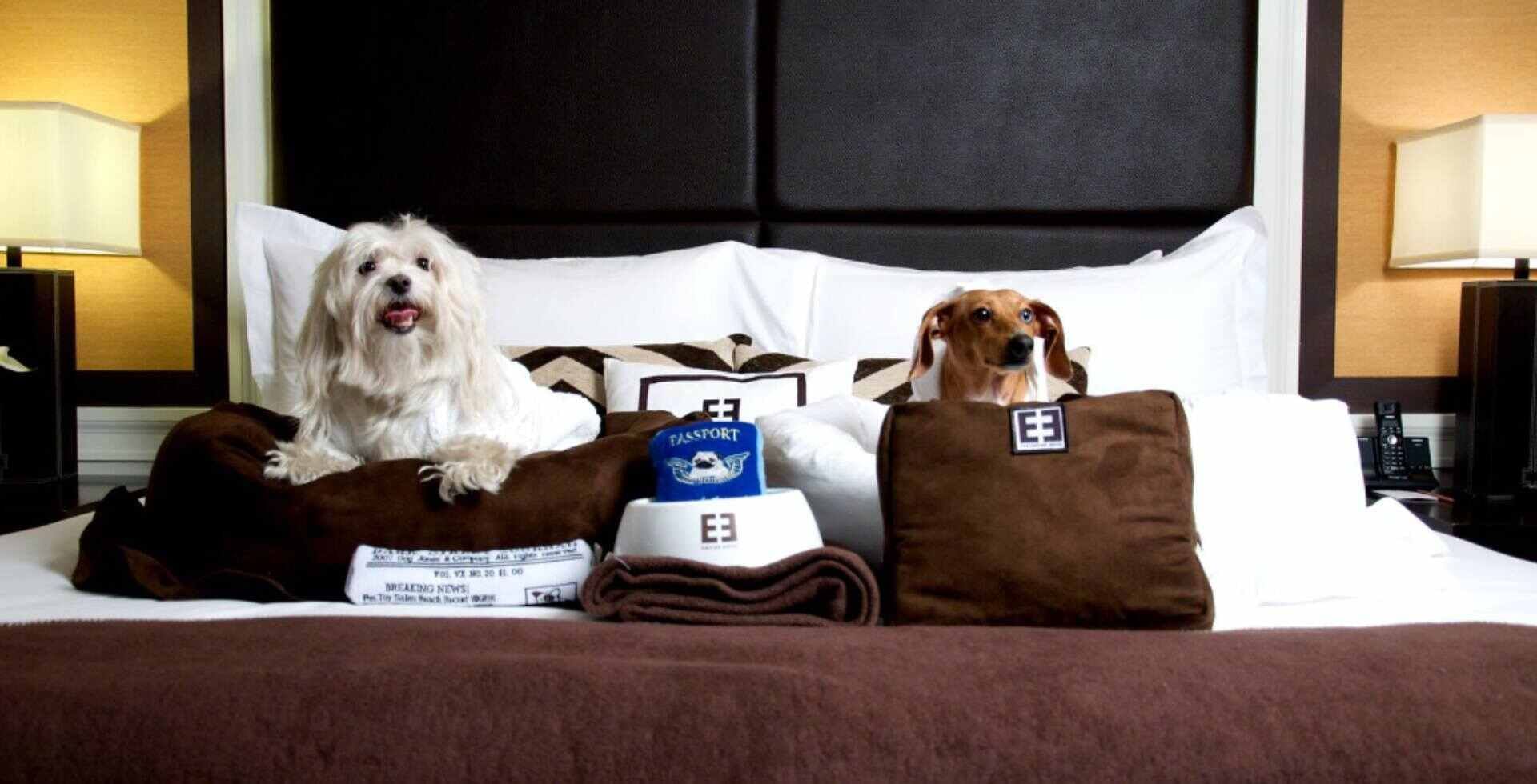 VIP Pet Package  Hotel Offers at the Empire Hotel New York