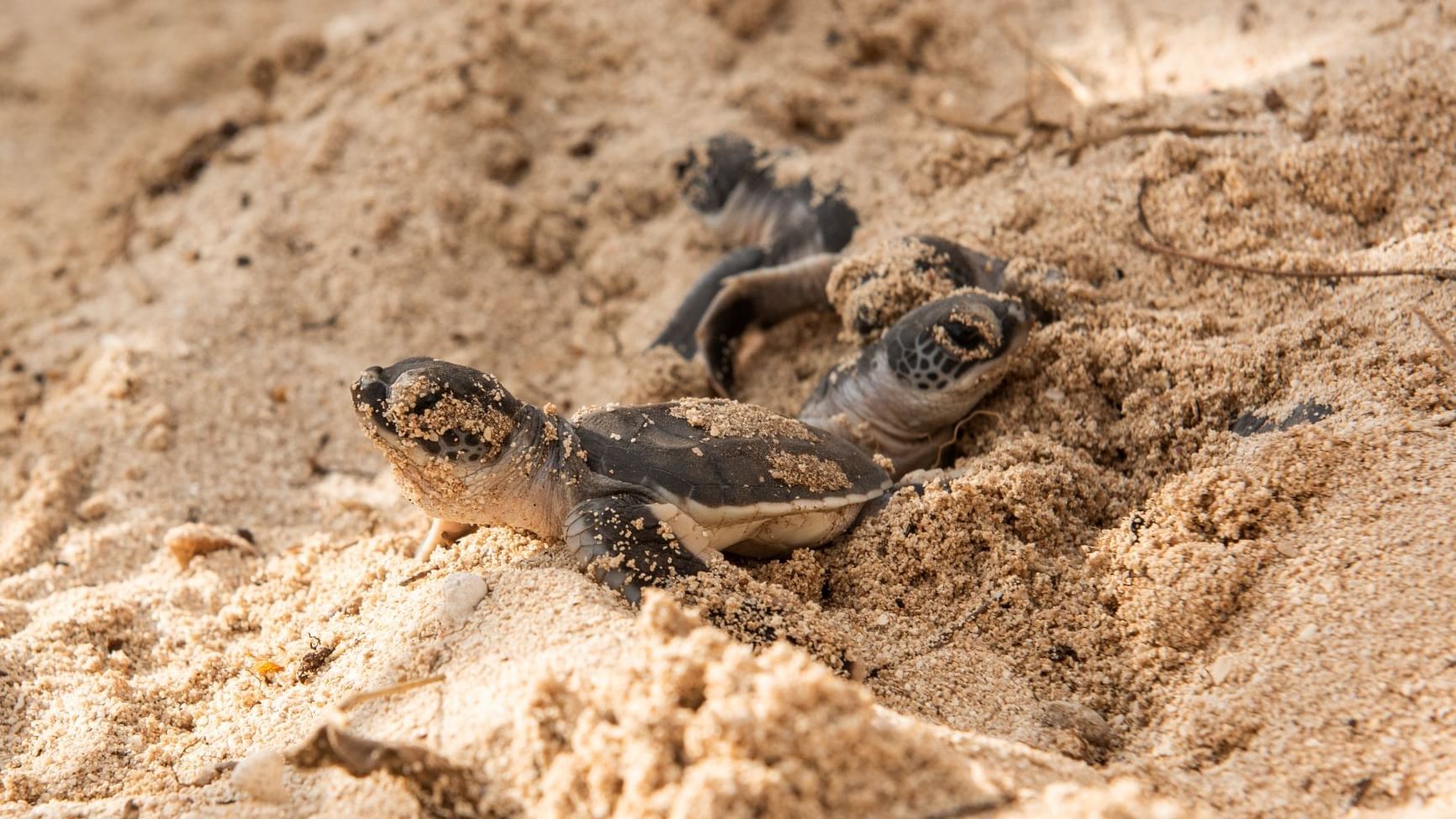 Baby turtles in sand inshore near Heron Island Resort