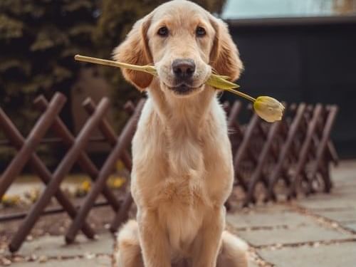 A dog with a tulip in its mouth at La Galerie Hotel