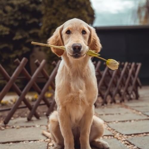 A dog holding a tulip from its mouth