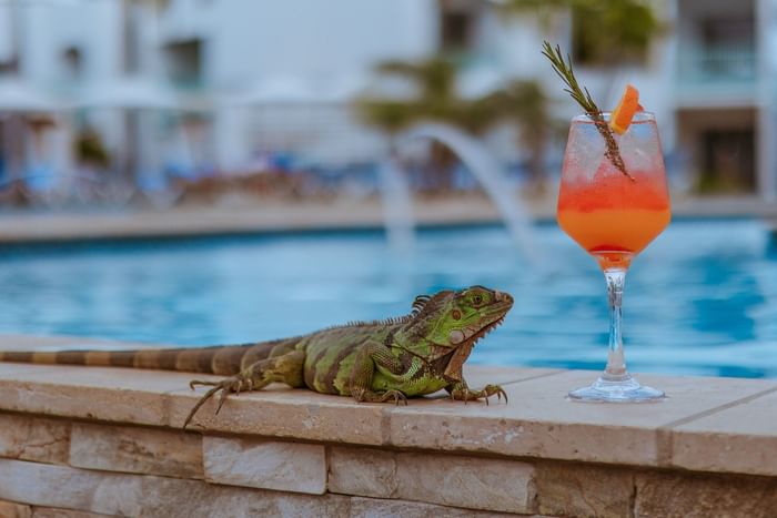 Iguana by a cocktail glass under a bright sky on a stone edge surrounding the pool at The Mill Resort & Suites Aruba