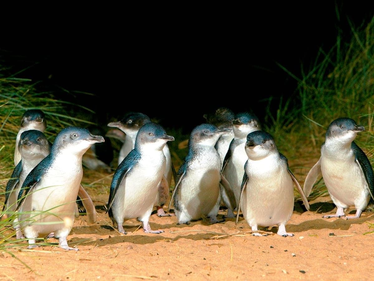 Penguins in Phillip Island Nature Parks near Silverwater Resort