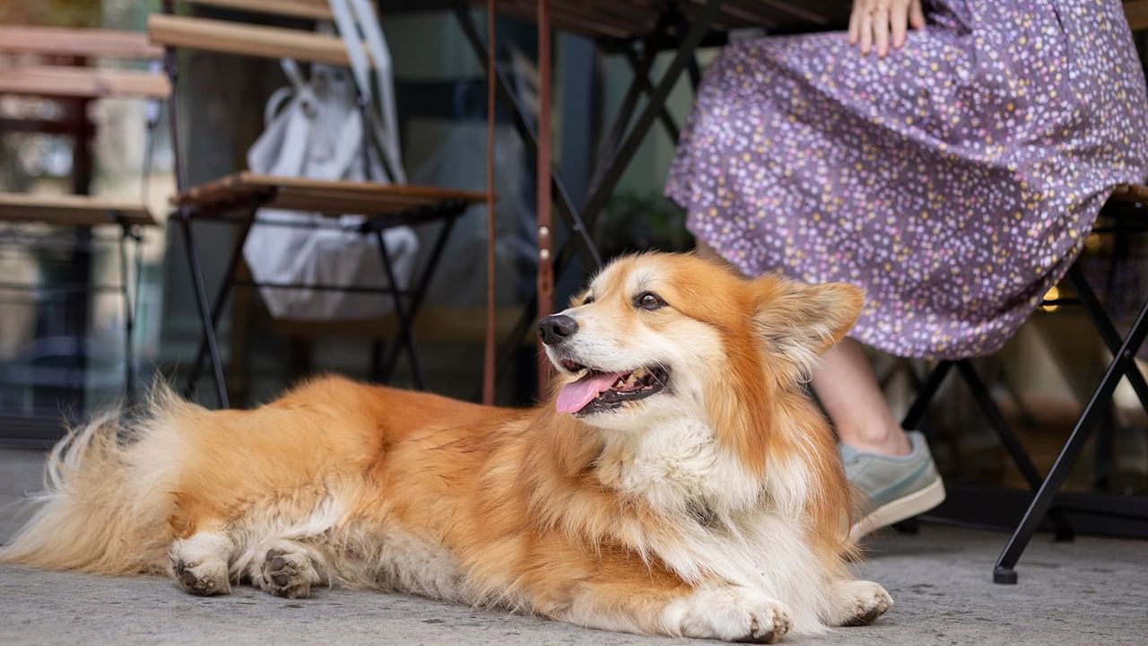 dog lying down in front of an outdoor table with chairs
