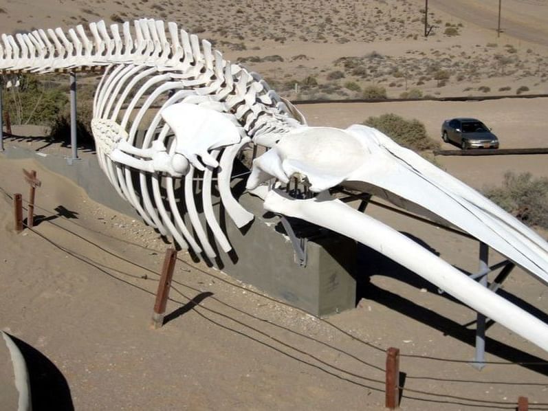 A Skeleton at the entrance of CEDO near Peñasco del Sol Hotel