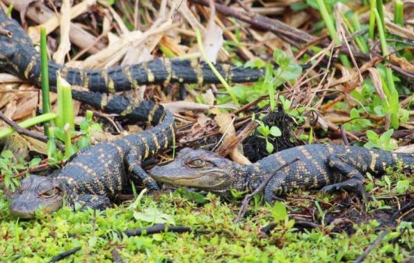 Group of baby alligators on grass and twigs near Lake Buena Vista Resort Village & Spa