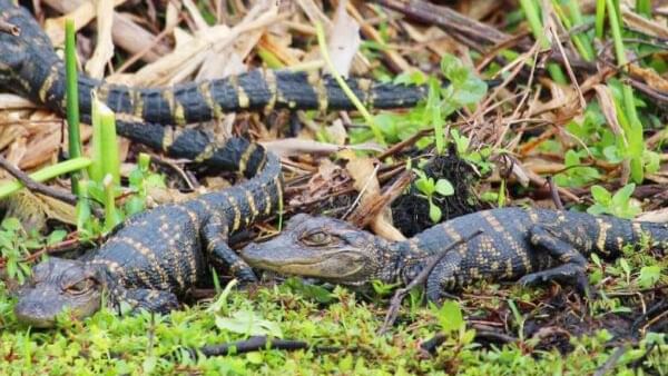 Group of baby alligators on grass and twigs near Lake Buena Vista Resort Village & Spa