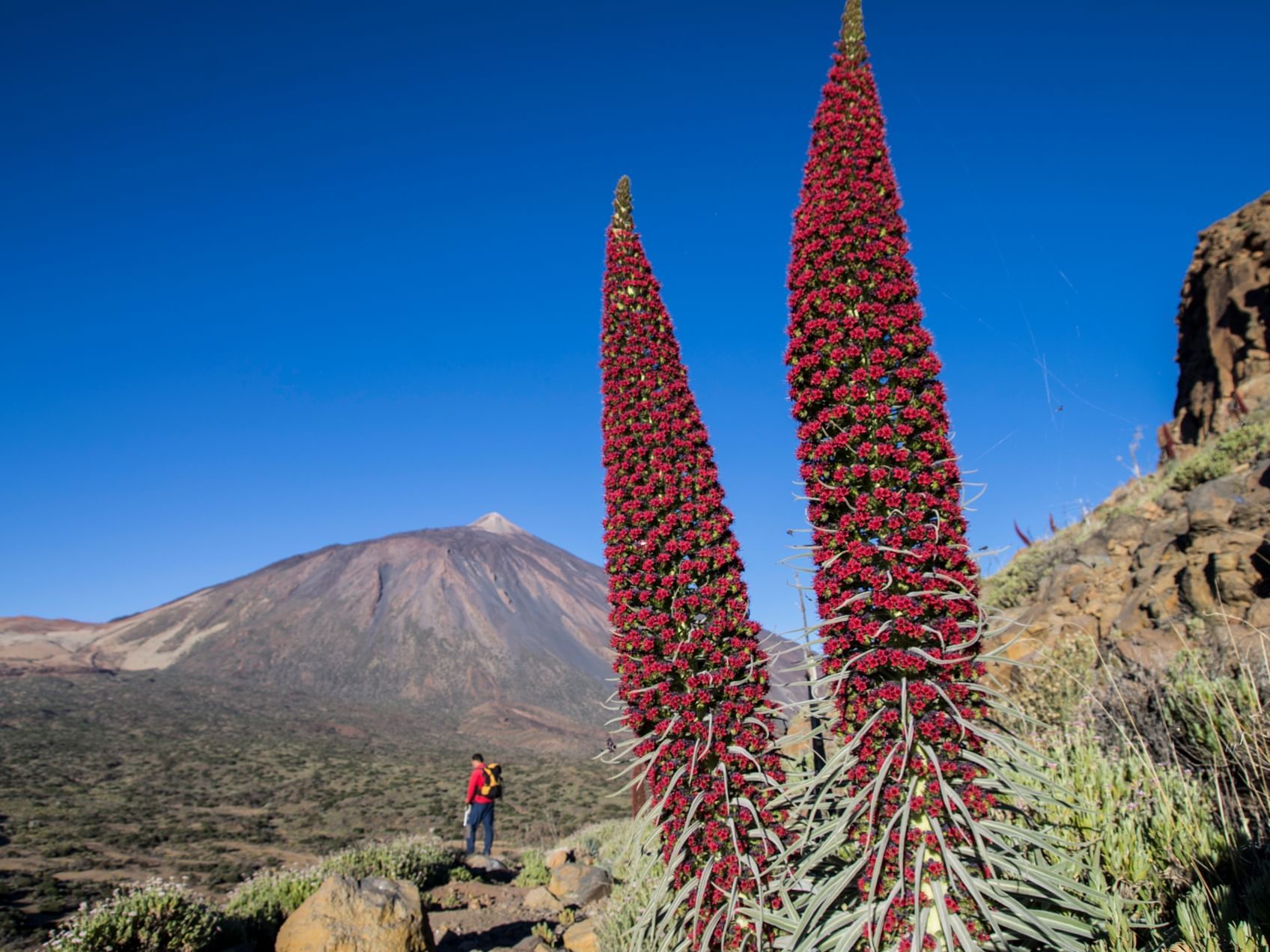 Senderismo Tenerife con Precise Resort Tenerife