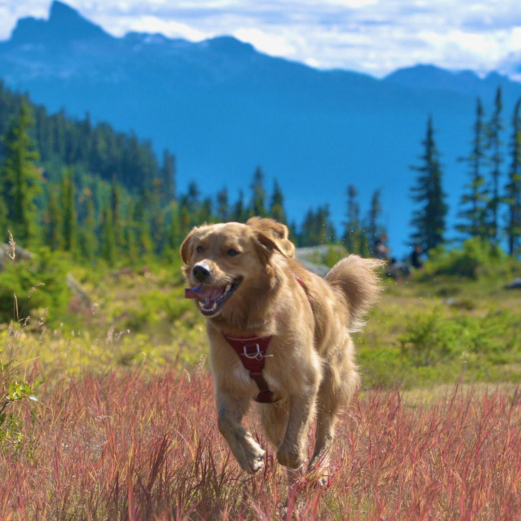 Whistler welcomes dogs! Read Summit Lodge’s guide to pet-friendly adventures.
