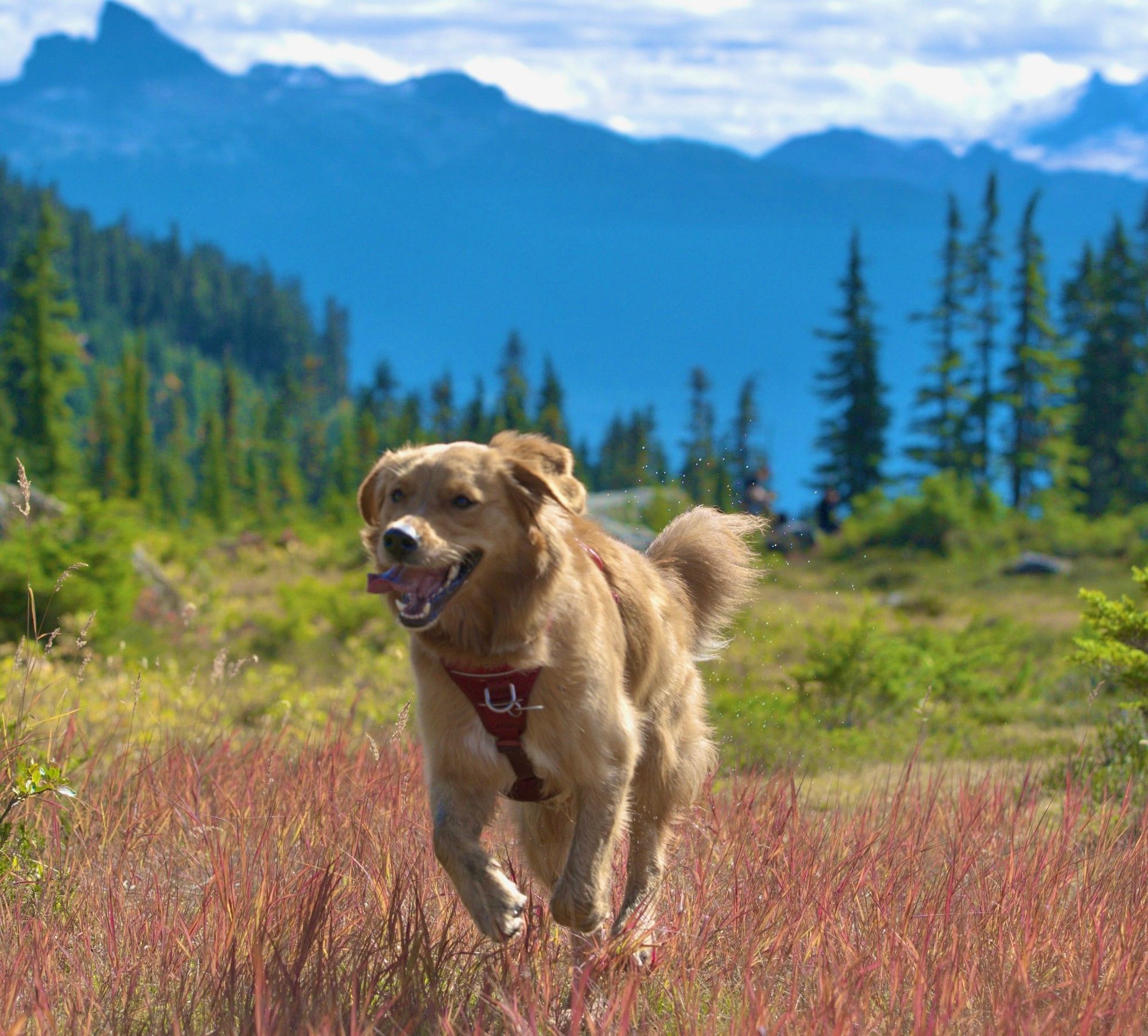 Whistler Pet-Friendly Guide | Paradox Summit Lodge