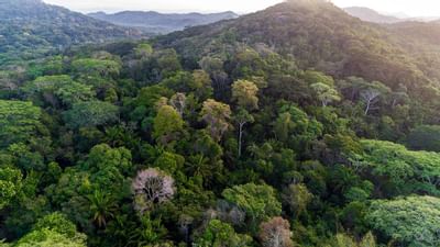 Vista de la selva tropical