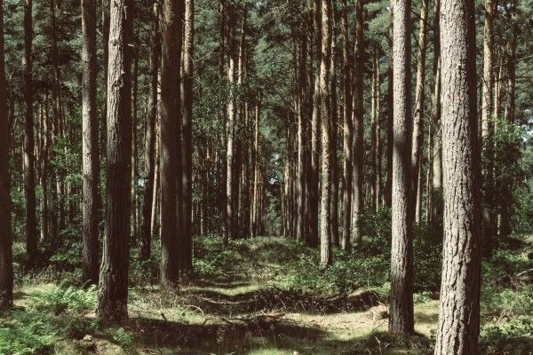 A peaceful woodland area surrounded by trees and greenery.
