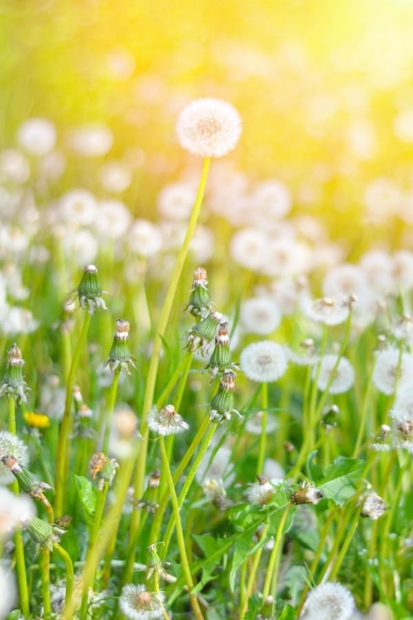Field of dandelions with fluffy seed heads in soft sunlight at Avaneo Hotel, highlighting hotel sustainability