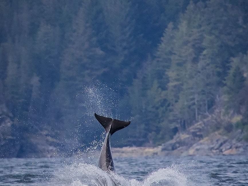 whales diving in Campbell River