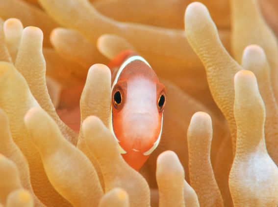 Memo Fish Outside Reef Daydream Island