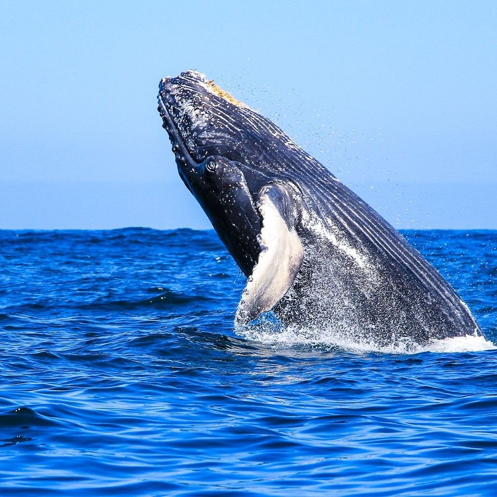 Ballena saltando fuera del agua en el océano azul durante la temporada de ballenas en Puerto Vallarta.