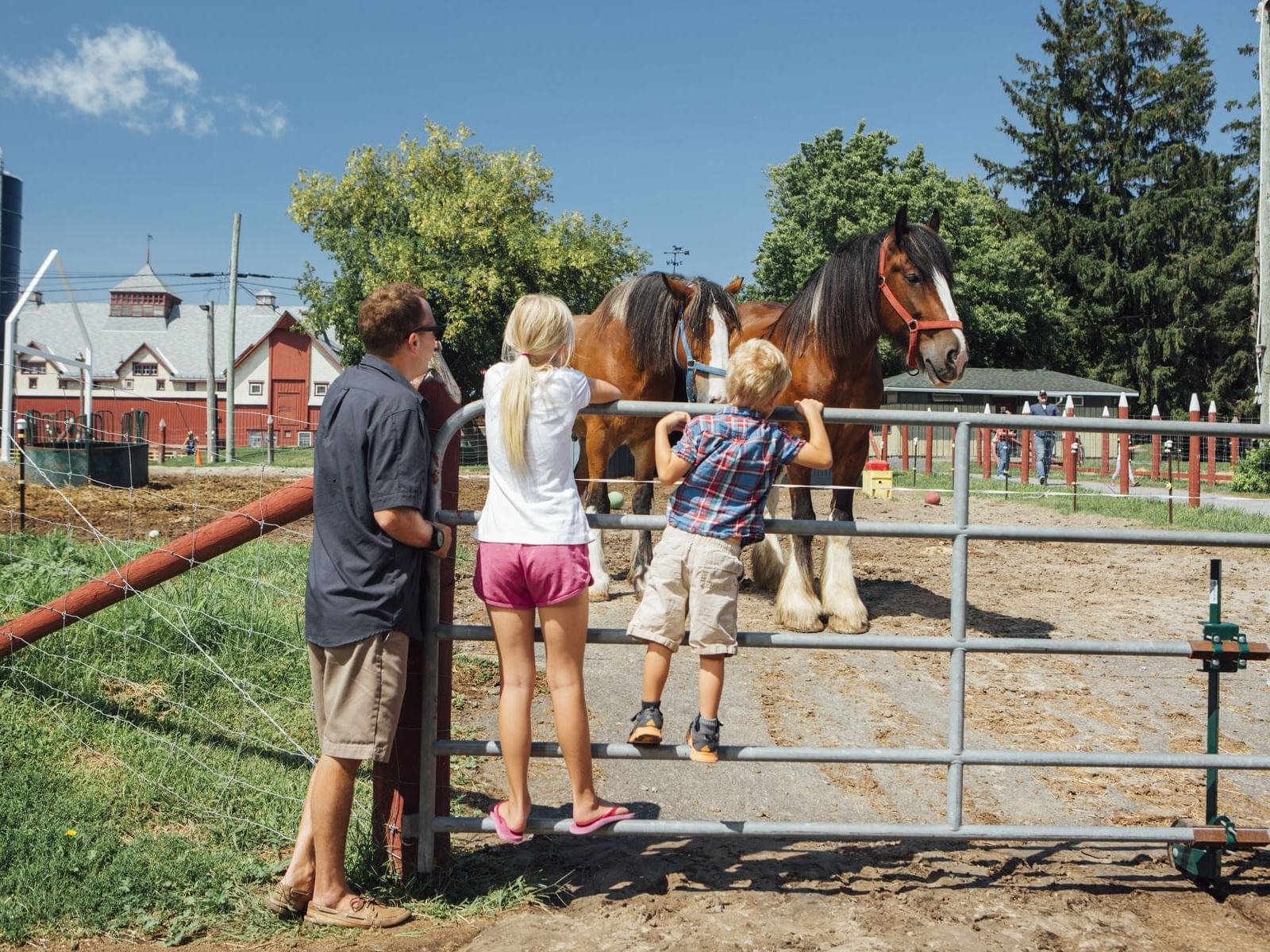 family looking at horse 